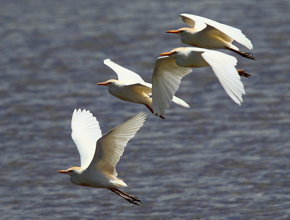 Héron garde-boeufs Bubulcus ibis - Western Cattle Egret