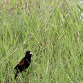 Euplecte à épaules orangées - Euplectes axillaris Fan-tailed Widowbird