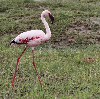 Flamant nain - Phoeniconaias minor Lesser Flamingo