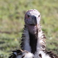 Vautour oricou Torgos tracheliotus - Lappet-faced Vulture