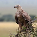 Aigle ravisseur Aquila rapax - Tawny Eagle