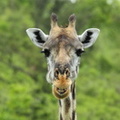Girafe masaï, Giraffa camelopardalis tippelskirchi