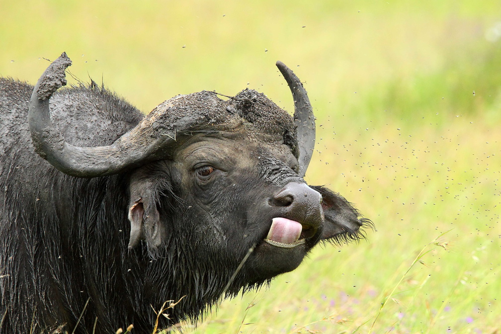 african buffalo (syncerus caffer)