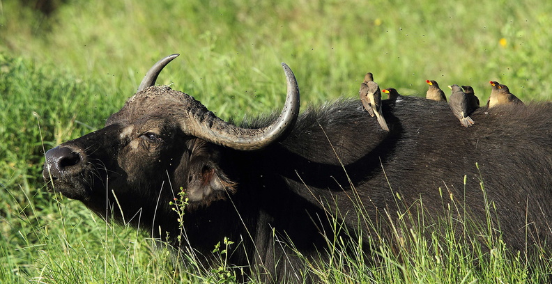 african buffalo (syncerus caffer) et Piqueboeuf à bec jaune