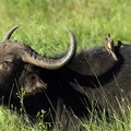 african buffalo (syncerus caffer) et Piqueboeuf à bec jaune