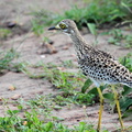 Oedicnème tachard - Burhinus capensis Spotted Thick-knee