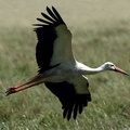 Cigogne blanche Ciconia ciconia - White Stork