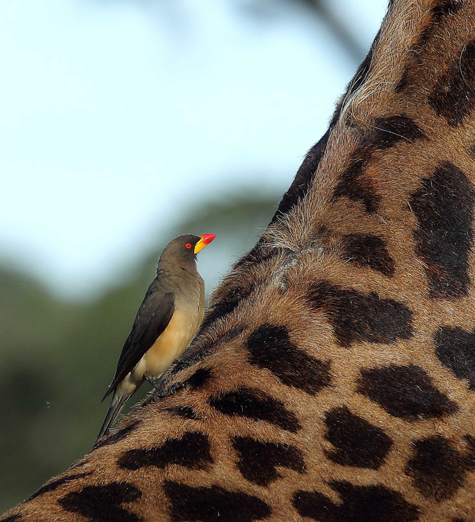 Piqueboeuf à bec jaune Buphagus africanus - Yellow-billed Oxpecker