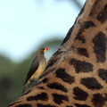 Piqueboeuf à bec jaune Buphagus africanus - Yellow-billed Oxpecker