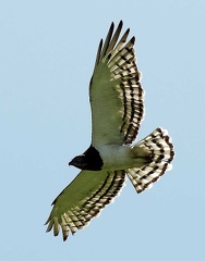 Circaète à poitrine noire Circaetus pectoralis - Black-chested Snake Eagle