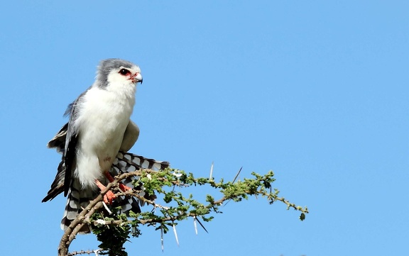 Fauconnet d'Afrique Polihierax semitorquatus - Pygmy Falcon