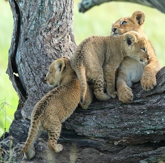 Lion, Panthera leo