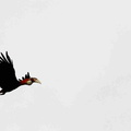 Calao papou Rhyticeros plicatus - Blyth's Hornbill