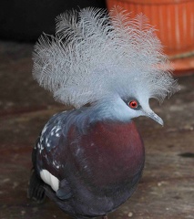 Goura de Scheepmaker Goura scheepmakeri - Scheepmaker's Crowned Pigeon