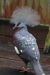 Goura de Scheepmaker Goura scheepmakeri - Scheepmaker's Crowned Pigeon