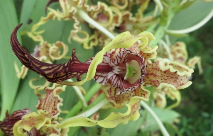 orchidée : Cymbidium