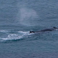 Baleine de Minke, petit rorqual