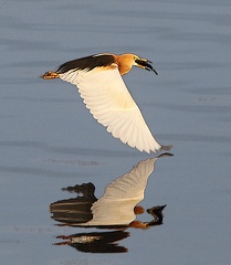 Crabier malais Ardeola speciosa - Javan Pond Heron