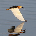 Crabier malais Ardeola speciosa - Javan Pond Heron
