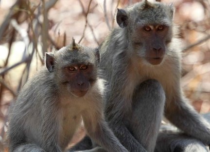 macaque à longue queue ( ou crabier, de Java, de Buffon)