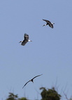 Cigogne épiscopale Ciconia episcopus - Woolly-necked Stork