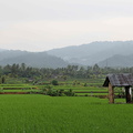 rizière Bali