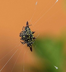araignée : Gasteracantha hasseltii