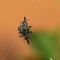 araignée : Gasteracantha hasseltii