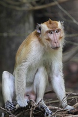 macaque à longue queue ( ou crabier, de Java, de Buffon) roux