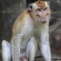 macaque crabier roux (Macaca fascicularis), macaque de Java, macaque à face rouge, macaque à longue queue, singe cynomolgus