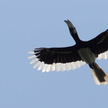 Calao pie Anthracoceros albirostris - Oriental Pied Hornbill
