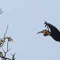 Calao festonné Rhyticeros undulatus - Wreathed Hornbill femelle