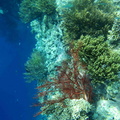 ile de Menjangan : coraux gorgone - Leptogorgia palma
