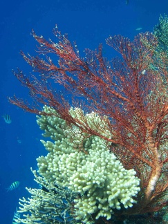 ile de Menjangan : coraux gorgone - Leptogorgia palma