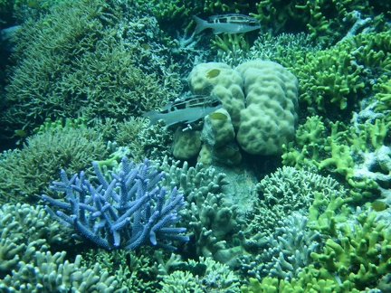 coraux ile de Menjangan