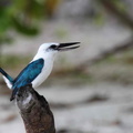 Martin-chasseur à tête blanche Todiramphus saurophagus - Beach Kingfisher
