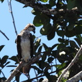 Balbuzard d'Australie Pandion cristatus - Eastern Osprey