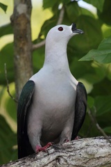 Carpophage cuivré Ducula myristicivora - Spice Imperial Pigeon