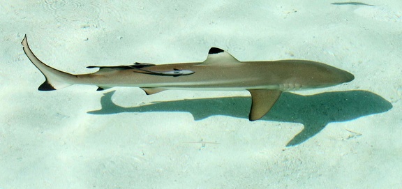 Carcharhinus melanopterus Requin à pointes noires