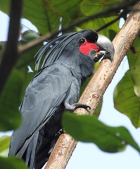 Cacatoès noir Probosciger aterrimus - Palm Cockatoo