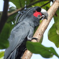 Cacatoès noir Probosciger aterrimus - Palm Cockatoo
