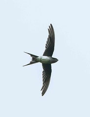 Hirondelle striolée Cecropis striolata - Striated Swallow