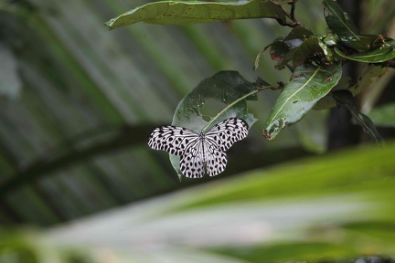 Papillon Idéa Leuconoe