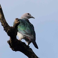 Carpophage mantelé Ducula lacernulata - Dark-backed Imperial Pigeon