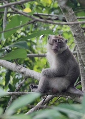 Macaque crabier (à longue queue - de Java - de Buffon)