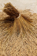 contrée Badui : riz