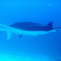 raie manta (giant manta ray- manta birostris)