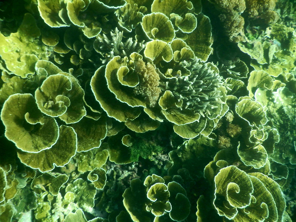 lettuce coral