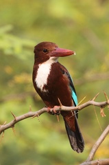 Martin-chasseur de Smyrne Halcyon smyrnensis - White-throated Kingfisher