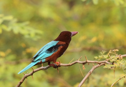 Martin-chasseur de Smyrne Halcyon smyrnensis - White-throated Kingfisher